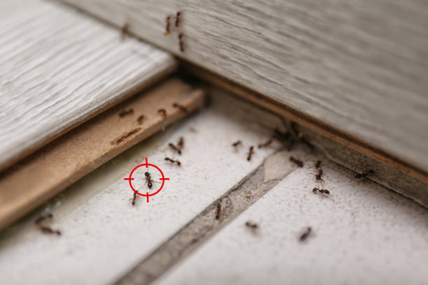 Best Affordable Pest Control Services  in Littlefield, TX