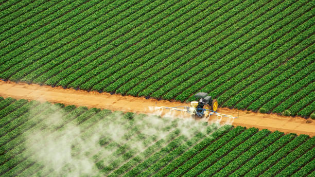 Best Termite Control Services  in Littlefield, TX