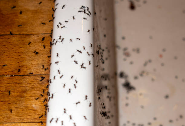 Best Pest Inspection Near Me  in Littlefield, TX